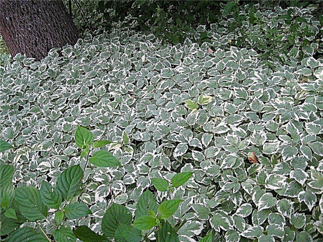 نبات الأعشاب الأسقف - الحفاظ على الثلوج على الغطاء الأرضي الجبلية تحت السيطرة