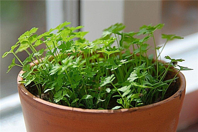 Persillebeholdende dyrking - Hvordan dyrke persille innendørs