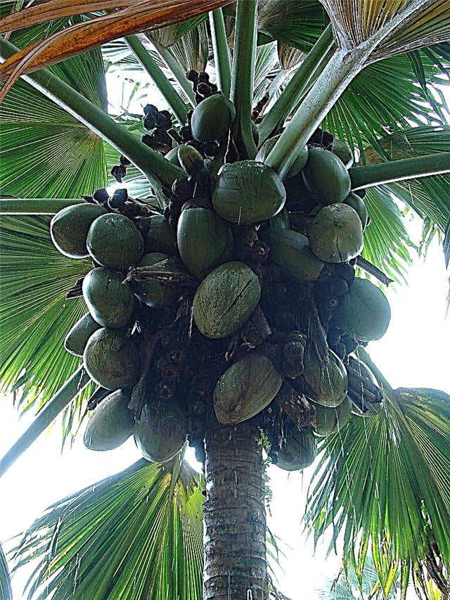 Bolezen in škodljivci kokosovega drevesa: zdravljenje težav s kokosovim drevesom