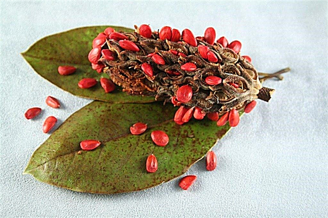 Propagace semen magnólie: Jak pěstovat strom magnólie ze semen
