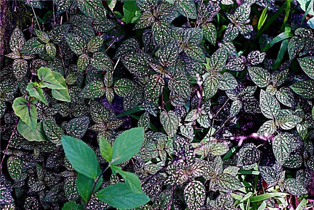 زراعة نبات بولكا دوت - معلومات عن رعاية نبات بولكا دوت في الداخل والخارج