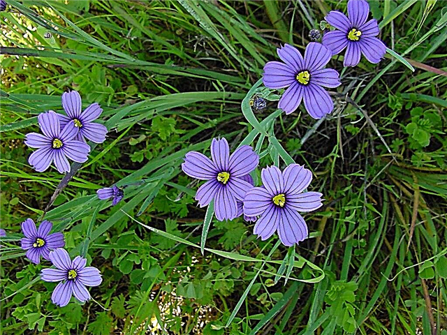 การดูแลหญ้า Blue Eyed: การเติบโตของดอกไม้ป่า Blue Eyed Grass ในสวน