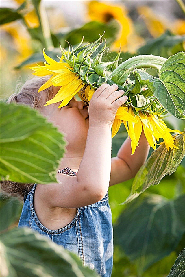 Idea Berkebun Bunga Untuk Anak-Anak - Membuat Rumah Bunga Matahari Bersama Anak-anak