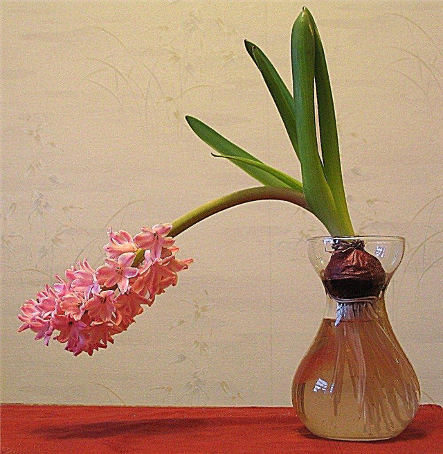 ヒヤシンスプラントフラッピング：一番上の重いヒヤシンスの花をサポートするためのヒント