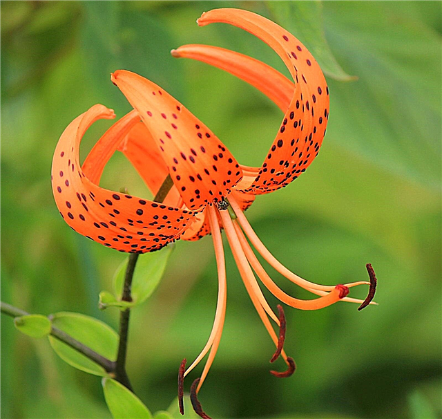 Wachsende Tigerlilien: Informationen zum Wachsen und Pflegen von Tigerlilienpflanzen