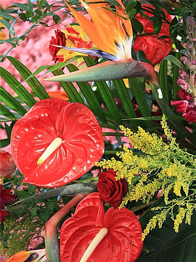 Plantas tropicais para peças centrais do verão: arranjos de flores tropicais em crescimento
