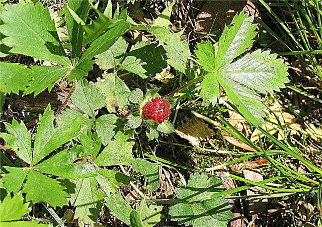 Wild Strawberry Weed Control: hoe zich te ontdoen van wilde aardbeien