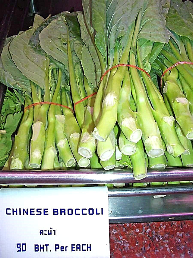 Chinese broccoliplanten kweken: leer over de verzorging van Chinese broccoli