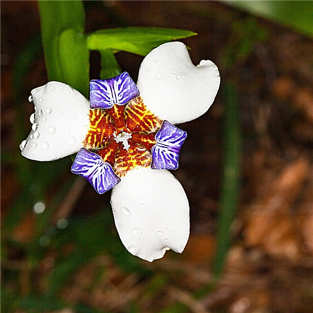 Wachsende wandelnde Irispflanzen - Tipps zur Pflege der Neomarica Iris