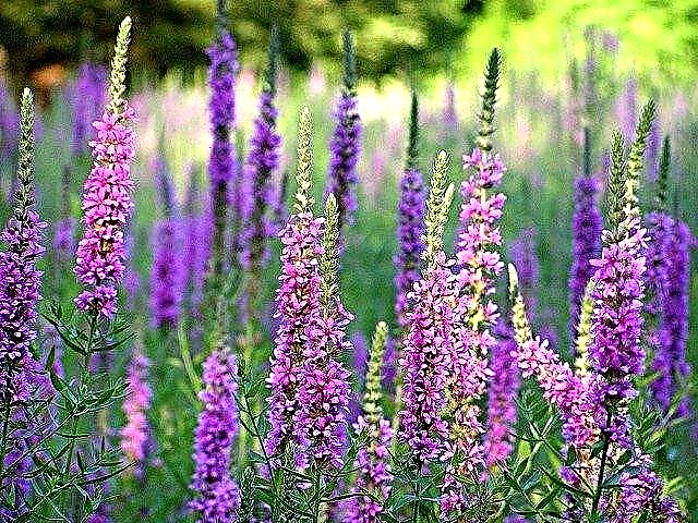 Purple Loosestrife Info - Tips for Purple Loosestrife Control