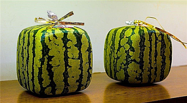 Firkantet frukt: Slik dyrker du en firkantet vannmelon med barn