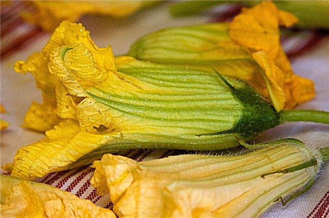 Cules de dovlecei - Cum și când să alegeți flori de squash