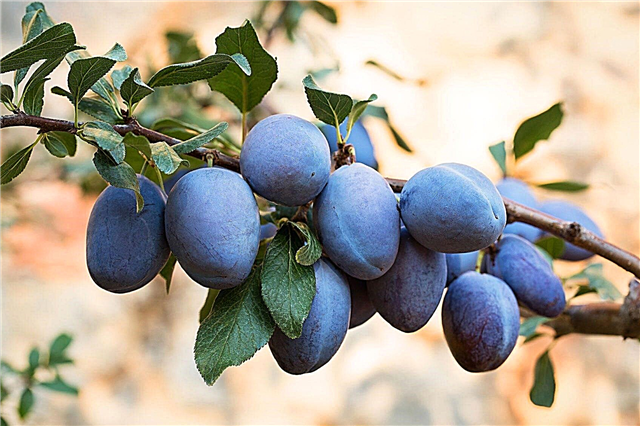 Condições de cultivo para ameixas: Como cuidar de árvores de ameixa