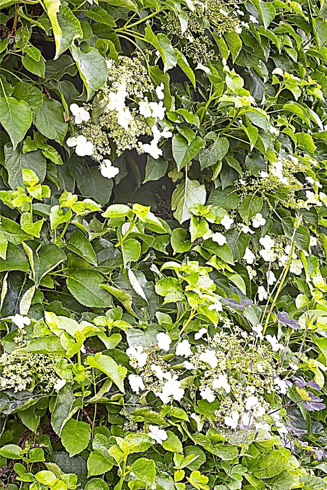 Plante grimpante d'hortensia - Conseils pour faire pousser un hortensia grimpant