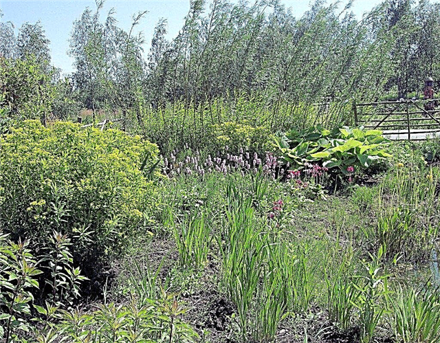 نباتات حدائق بوج: كيفية بناء حديقة مستنقع