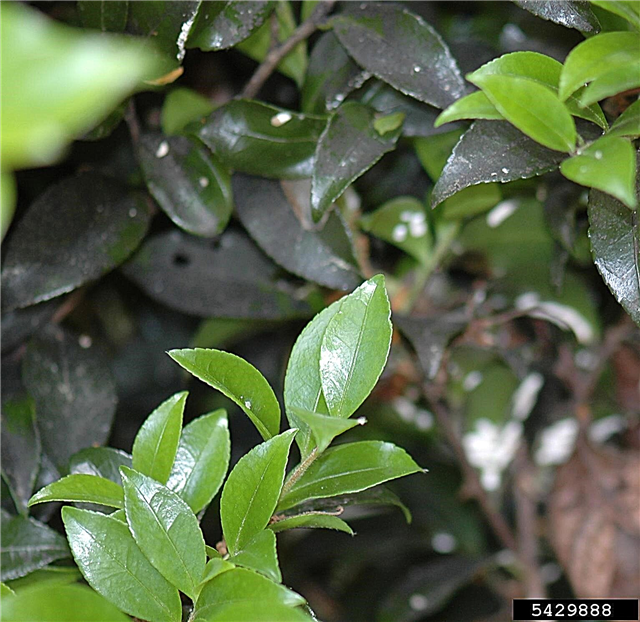 Problèmes de plantes de camélia: Comment réparer la moisissure de suie sur le camélia