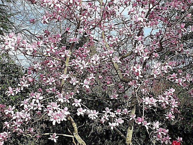 Magnolia-aanplant: hoe zorg je voor een magnoliaboom
