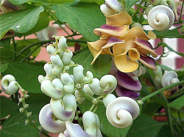 Snail Vine Info: Hur man odlar en snail Vine