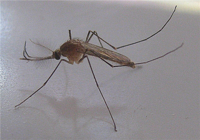 Control de mosquitos en el patio trasero - Repelente de mosquitos y otros métodos de control de mosquitos
