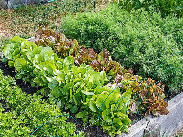 Jardins à croissance rapide: comment faire pousser un jardin rapidement en été