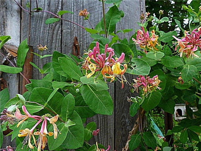 Honeysuckle Vine Care: Hoe een kamperfoelie in de tuin te laten groeien