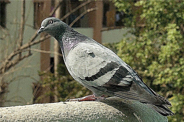 Lutte contre les pigeons: comment arrêter les pigeons sur mon balcon