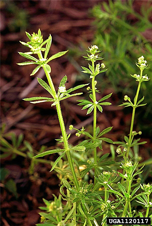 مكافحة حشائش عشبة Goosegrass: معالجة نبات عشبة Goosegrass والسيطرة عليها
