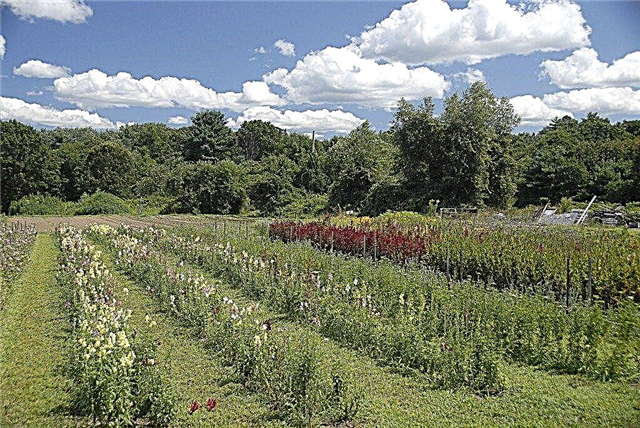 Wachsende Schnittgärten - So erstellen Sie einen Schnittblumengarten