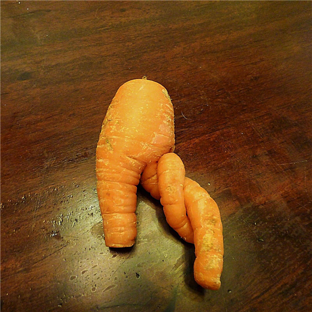 Deformierte Karotten: Gründe für verzerrte Karotten und wie man eine Karottendeformität behebt