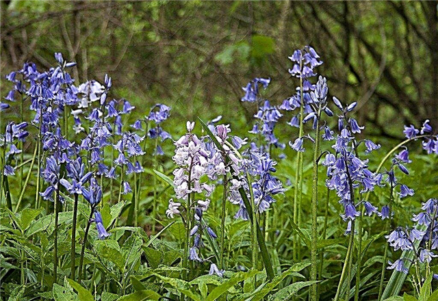 Bluebells em crescimento: cuidados com os jacintos de madeira do jacinto
