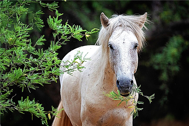 Plantas venenosas para los caballos: plantas comunes que son venenosas para los caballos