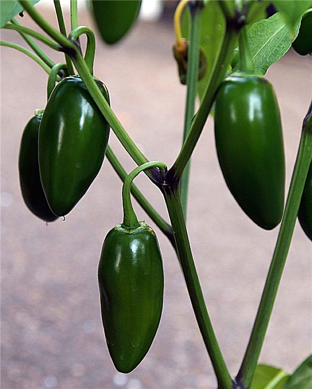 Njega biljaka Jalapeno - kako uzgajati paprike jalapeno