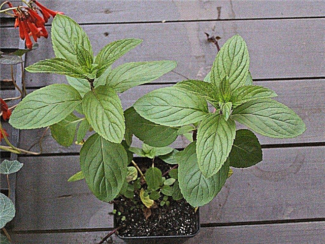 Pepermuntplanting: Groeiende pepermunt en hoe pepermuntplant te gebruiken