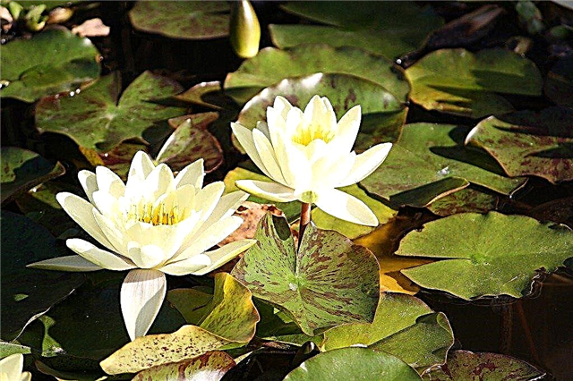 Грижа за водни лилии: Отглеждане на водни лилии и грижа за водни лилии