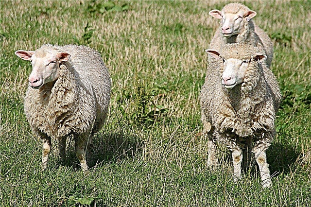 Adubando o estrume dos carneiros: Como adubar o estrume dos carneiros para o jardim