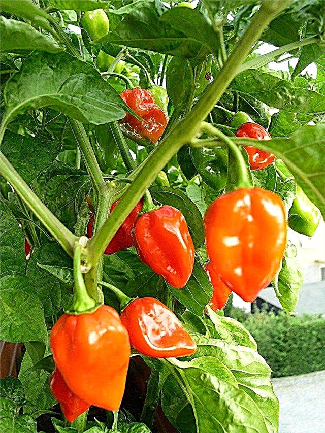 Planta de habanero - Cómo cultivar chile habanero