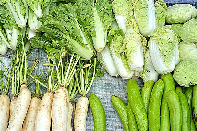 Wie man Gemüse nach asiatischer Art anbaut und pflegt