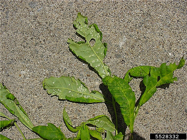 White Leaf Spot Control - Hoe witte vlekken op bladeren van planten te behandelen