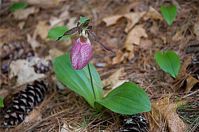 Lady Slipper Care: Hur man odlar Lady Slipper Orchids