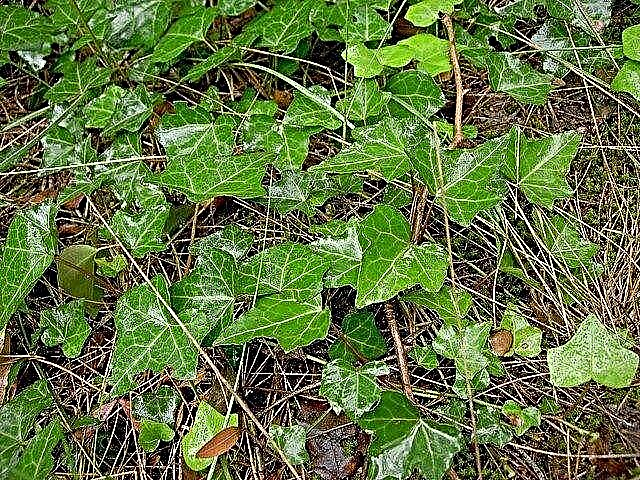 Growing English Ivy - Cómo cuidar la planta de hiedra inglesa