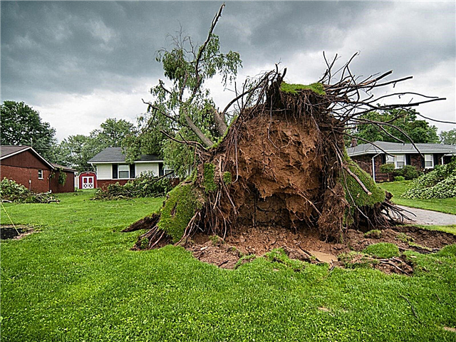 Ландшафтный дизайн для штормов: проект двора для стихийных бедствий