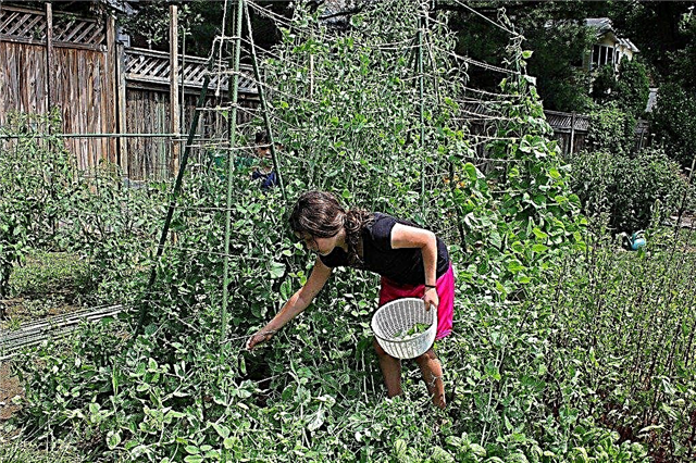 Hướng dẫn trẻ em đi vườn: Cách tạo vườn trẻ em hay thay đổi