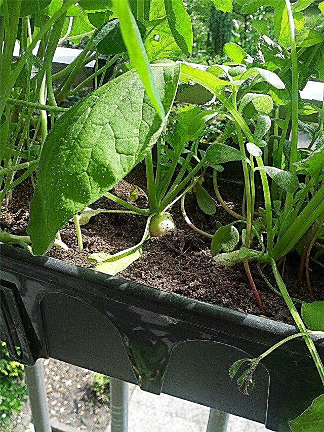 Cuidado del contenedor de rábano: cómo cultivar rábanos en contenedores