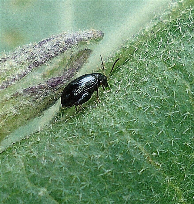 Control de escarabajos de pulgas en el huerto: cómo deshacerse de los escarabajos de pulgas