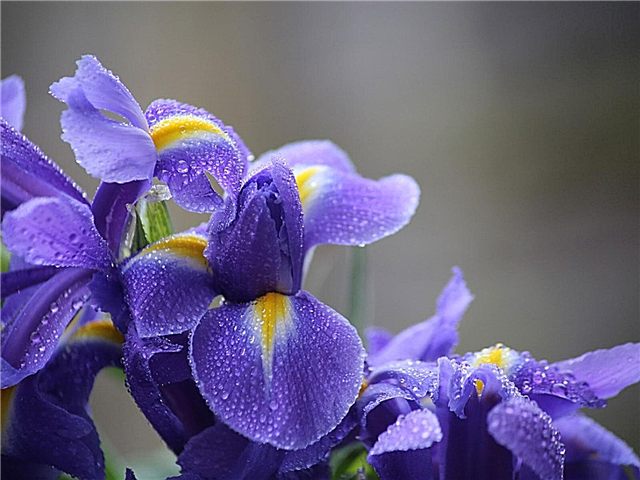 Einen blühenden Regengarten anbauen: Blumen für Regengärten auswählen