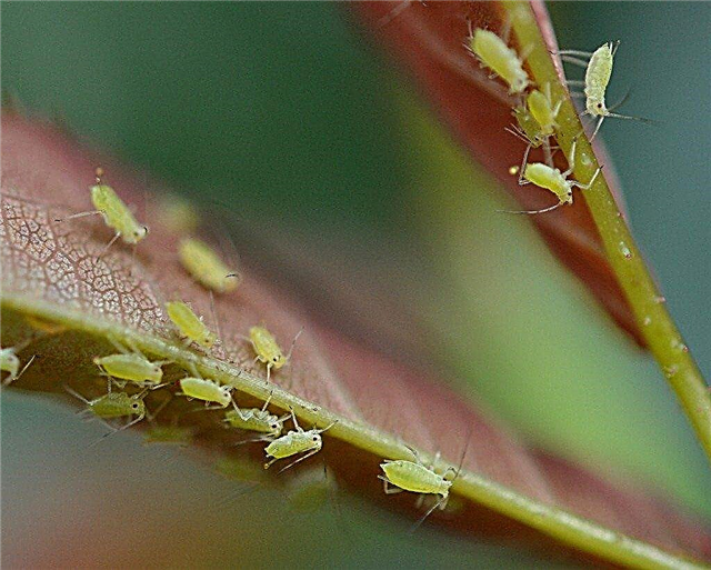 Контроль листяних завитків сливи - лікування та профілактика листкових схилів