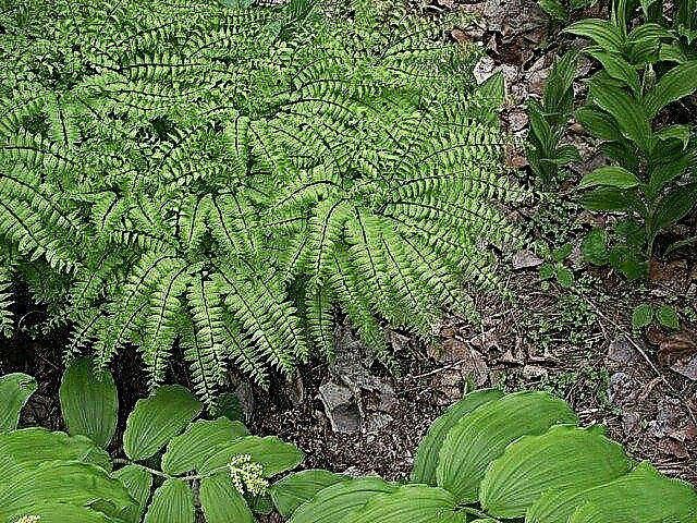 Growing And Caring For Maidenhair Ferns