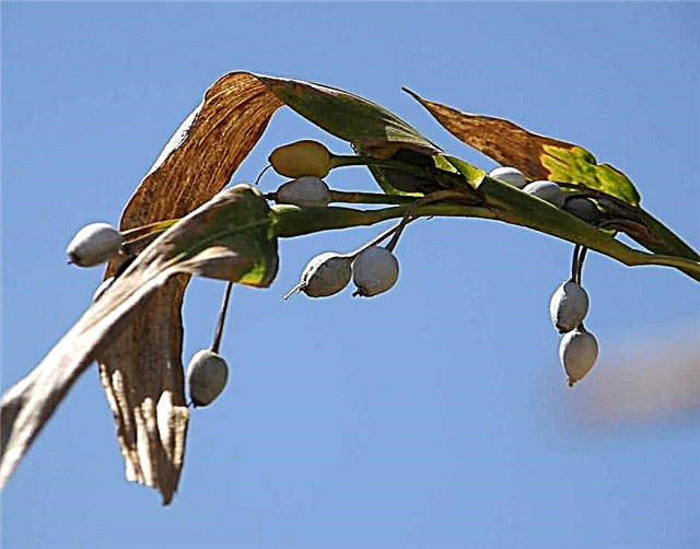 Вирощування сльози роботи - інформація про декоративну траву сльози Джобса