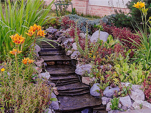 Lutande regnträdgårdsalternativ: Plantera en regnträdgård på en kulle