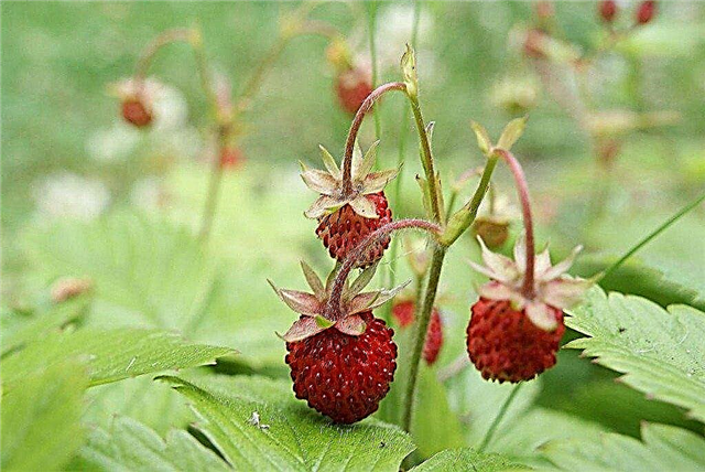 Bodendecke für wilde Erdbeeren pflanzen - wilde Erdbeeren anbauen